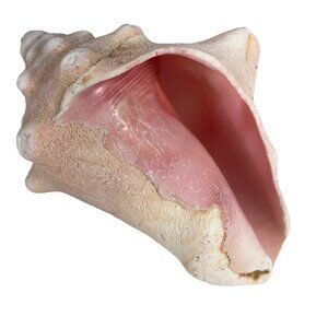 Conch Sea Shell Beach Decor Tiki 7 Inches